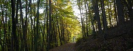 Wald um Elmstein